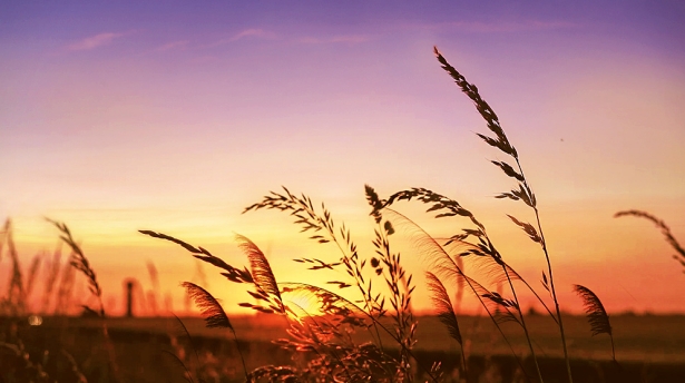 我对如何分辨麦子、稗子有了实际的认识